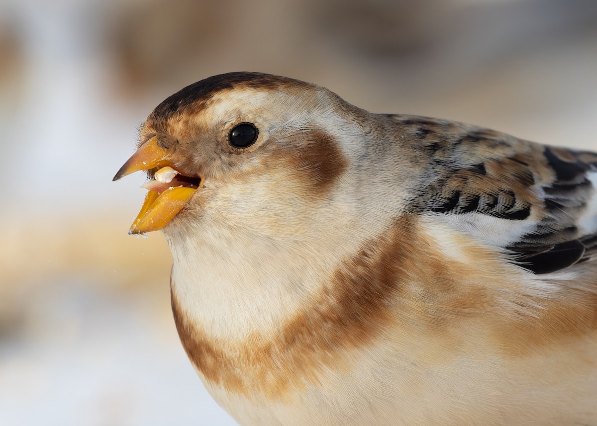 Пуночка - ML647210861