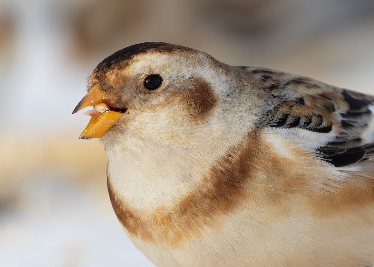 Пуночка - ML647210862