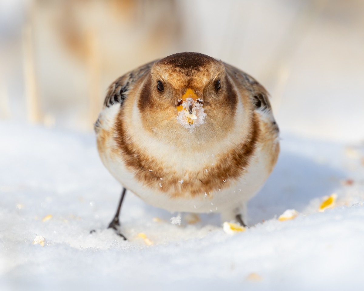 Пуночка - ML647210863