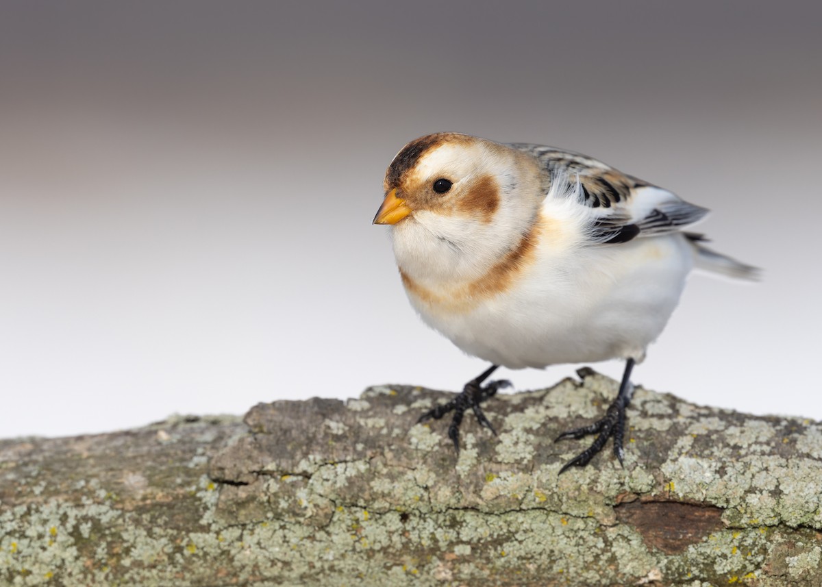 Пуночка - ML647210864