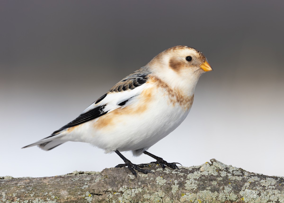 Пуночка - ML647210865