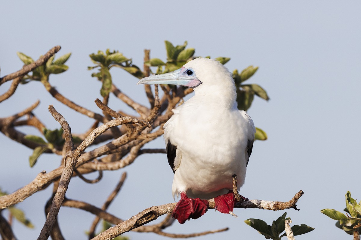 Сула червононога - ML647210869