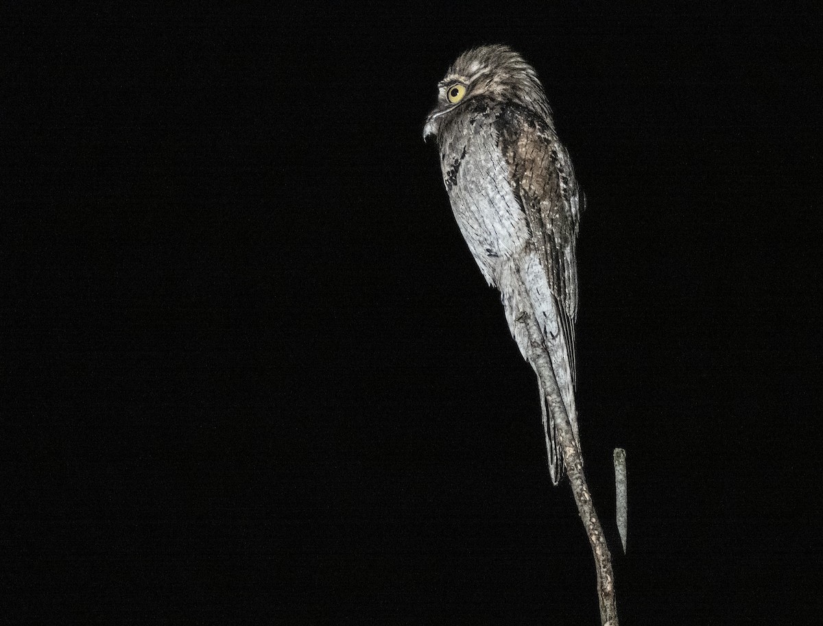 Northern Potoo - ML647210870