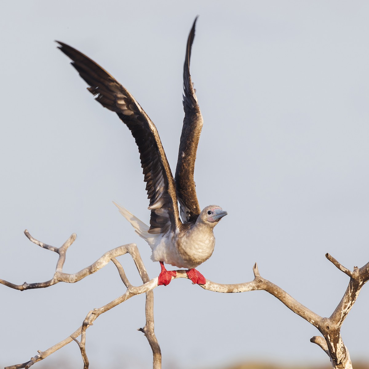 Сула червононога - ML647210874