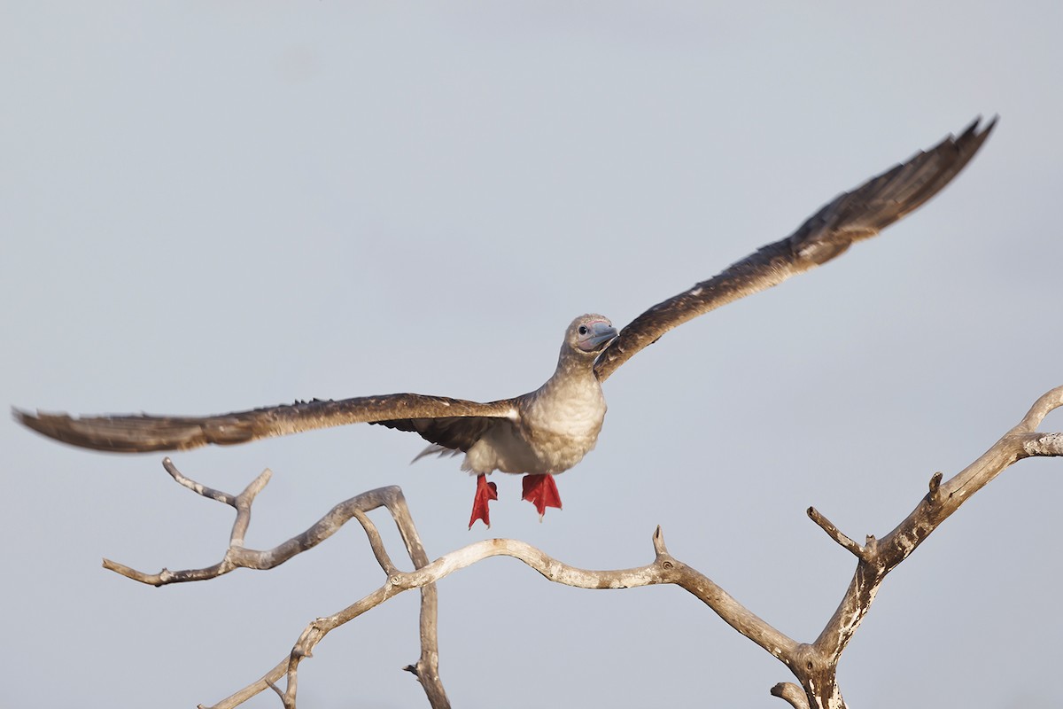 Сула червононога - ML647210879