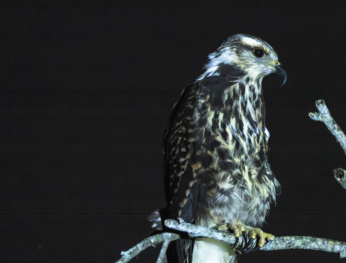 Snail Kite - ML647210882