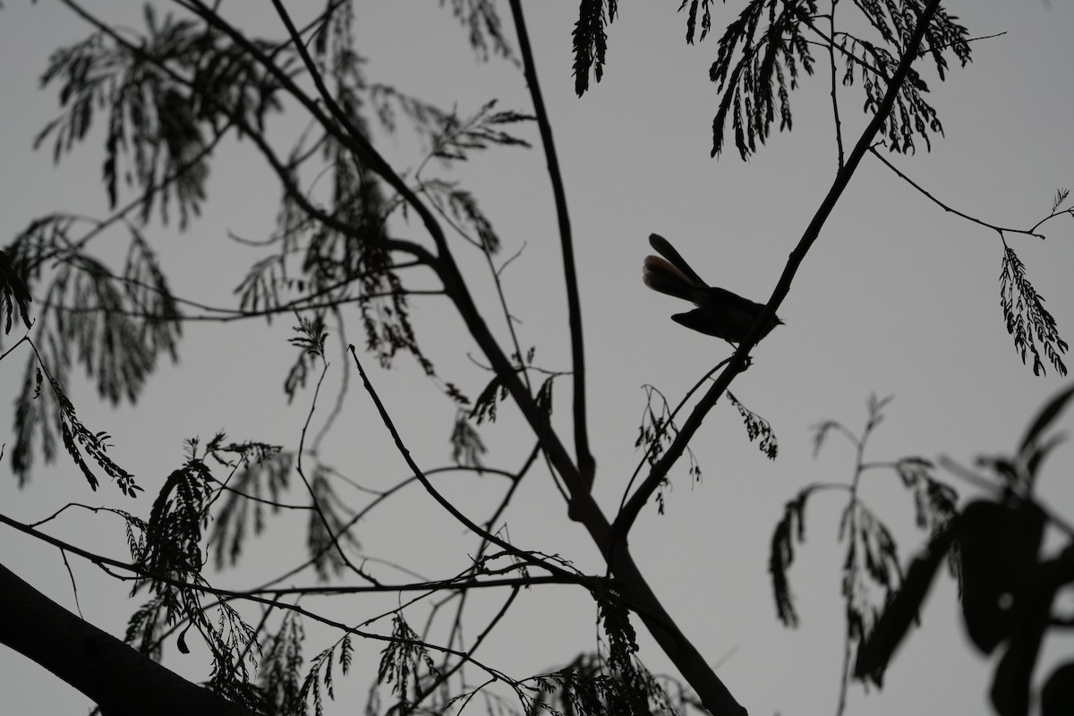 Spot-breasted Fantail - ML647210904
