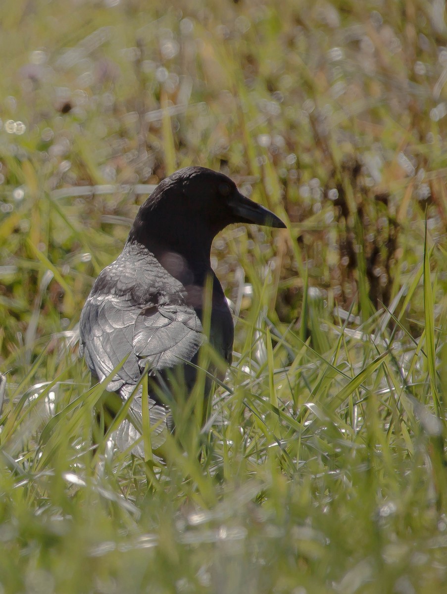 Common Raven - ML647210916