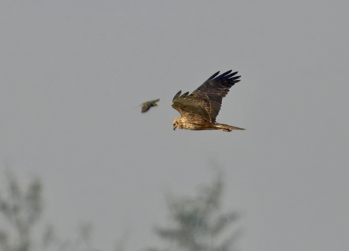 Eastern Marsh Harrier - ML647210941