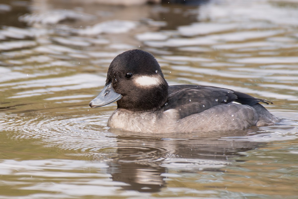 Bufflehead - ML647210943