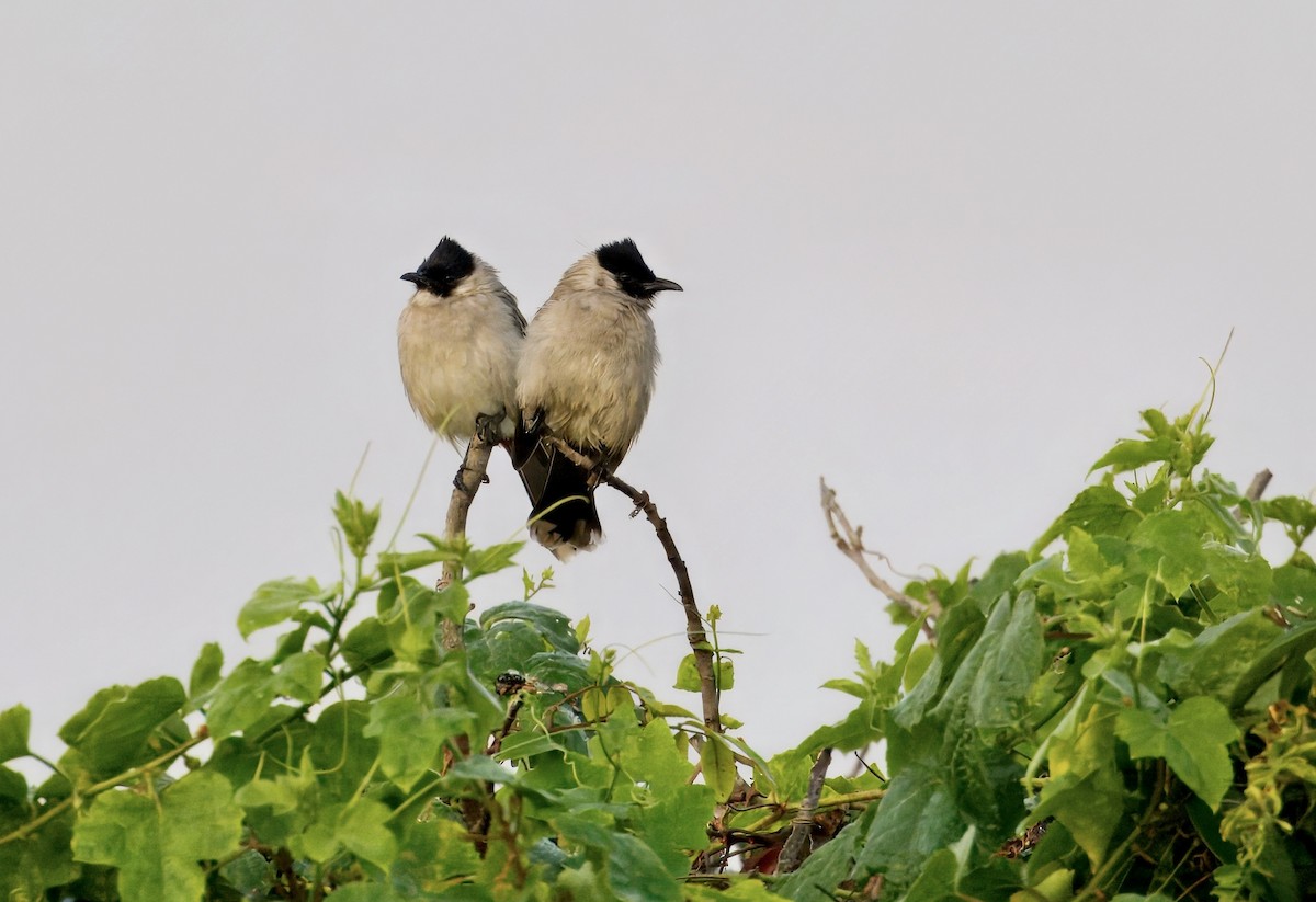 Bulbul Ventridorado - ML647210960