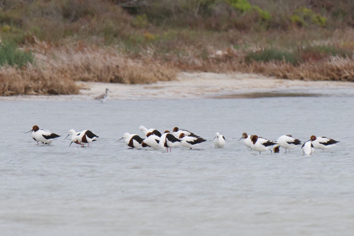 Red-necked Avocet - ML647210961