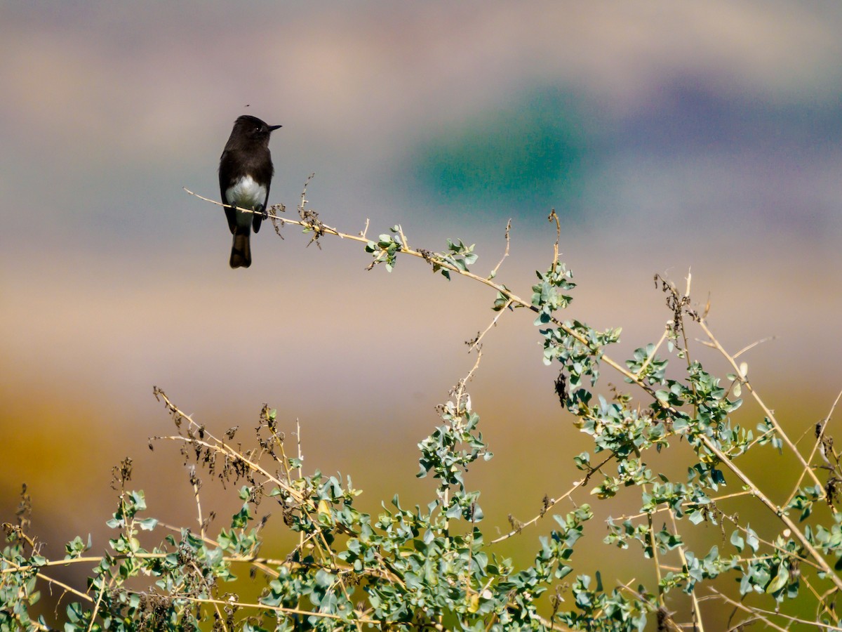 Black Phoebe - ML647210964