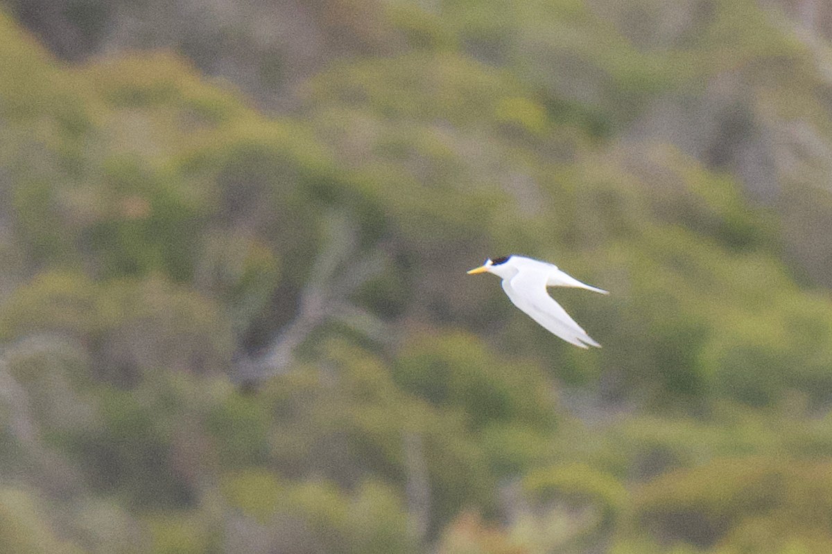 Australian Fairy Tern - ML647210970