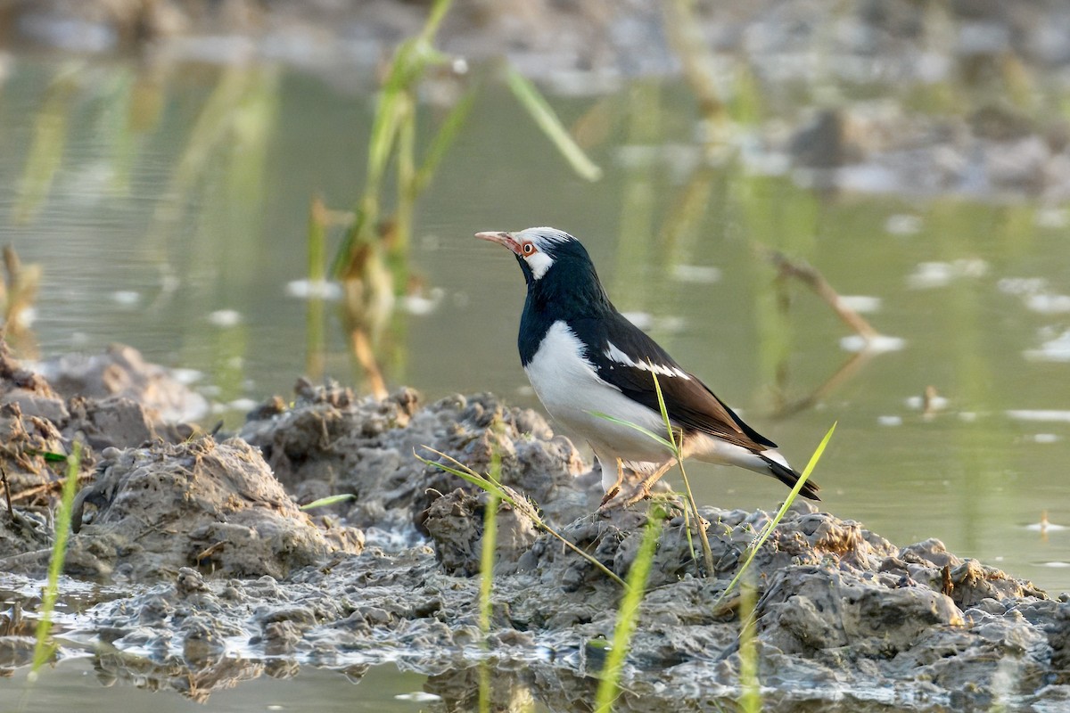Siamese Pied Starling - ML647210971