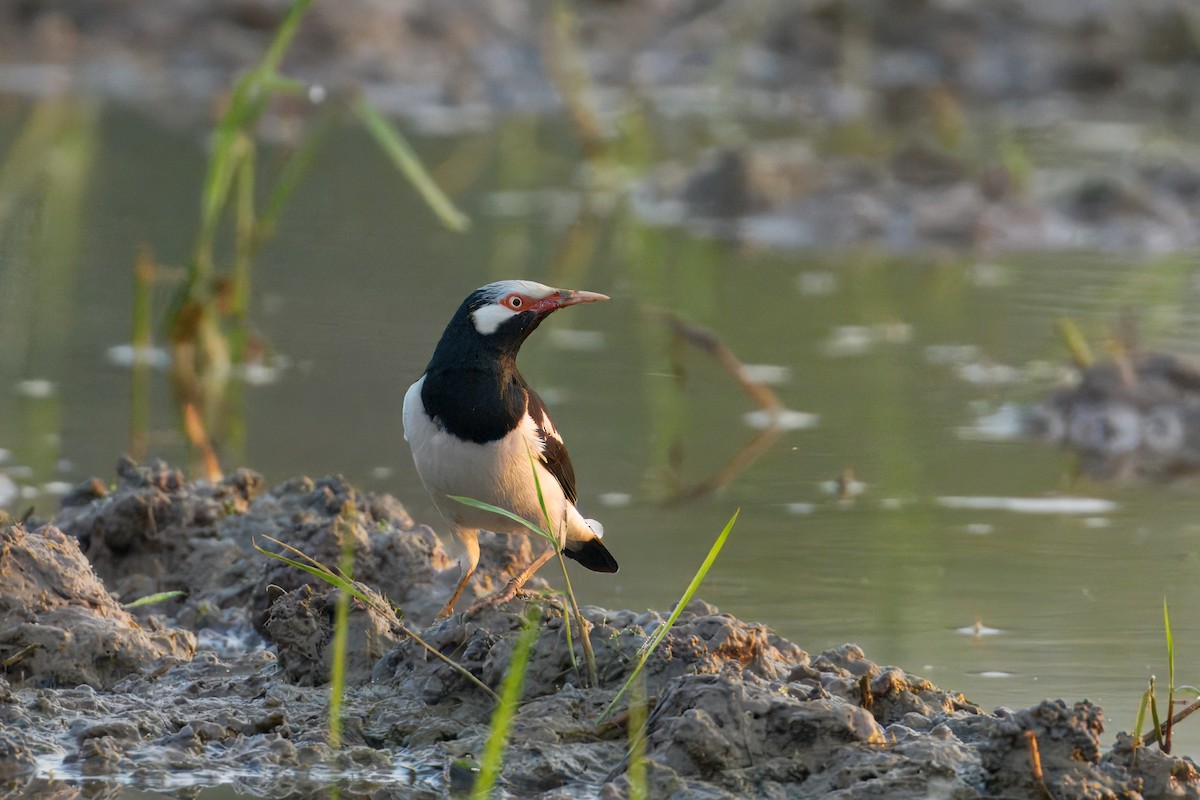 Siamese Pied Starling - ML647210972