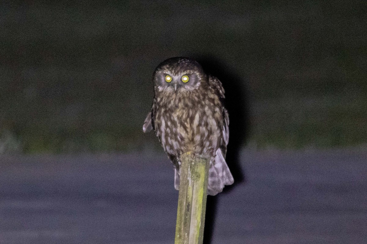 Morepork - ML647210989