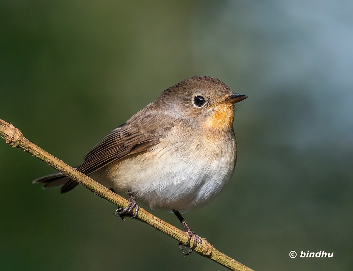 Red-breasted Flycatcher - ML647211015