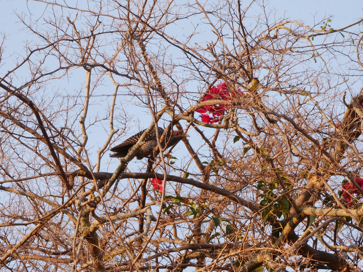 grønnebbkoel - ML647211018
