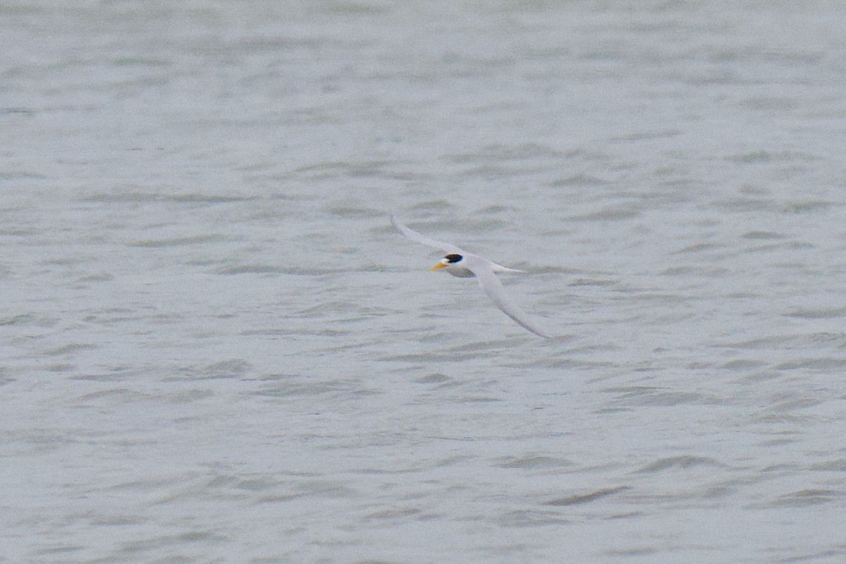 Australian Fairy Tern - ML647211042