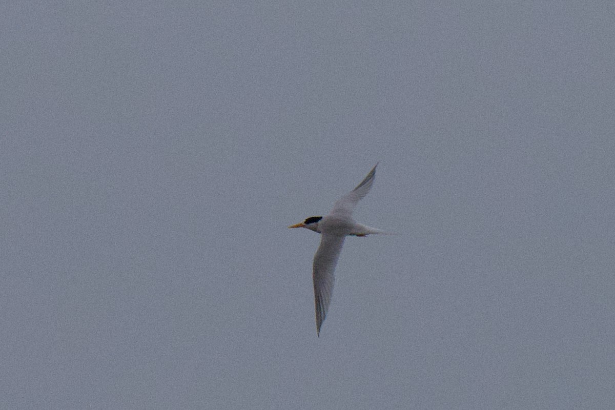 Australian Fairy Tern - ML647211075