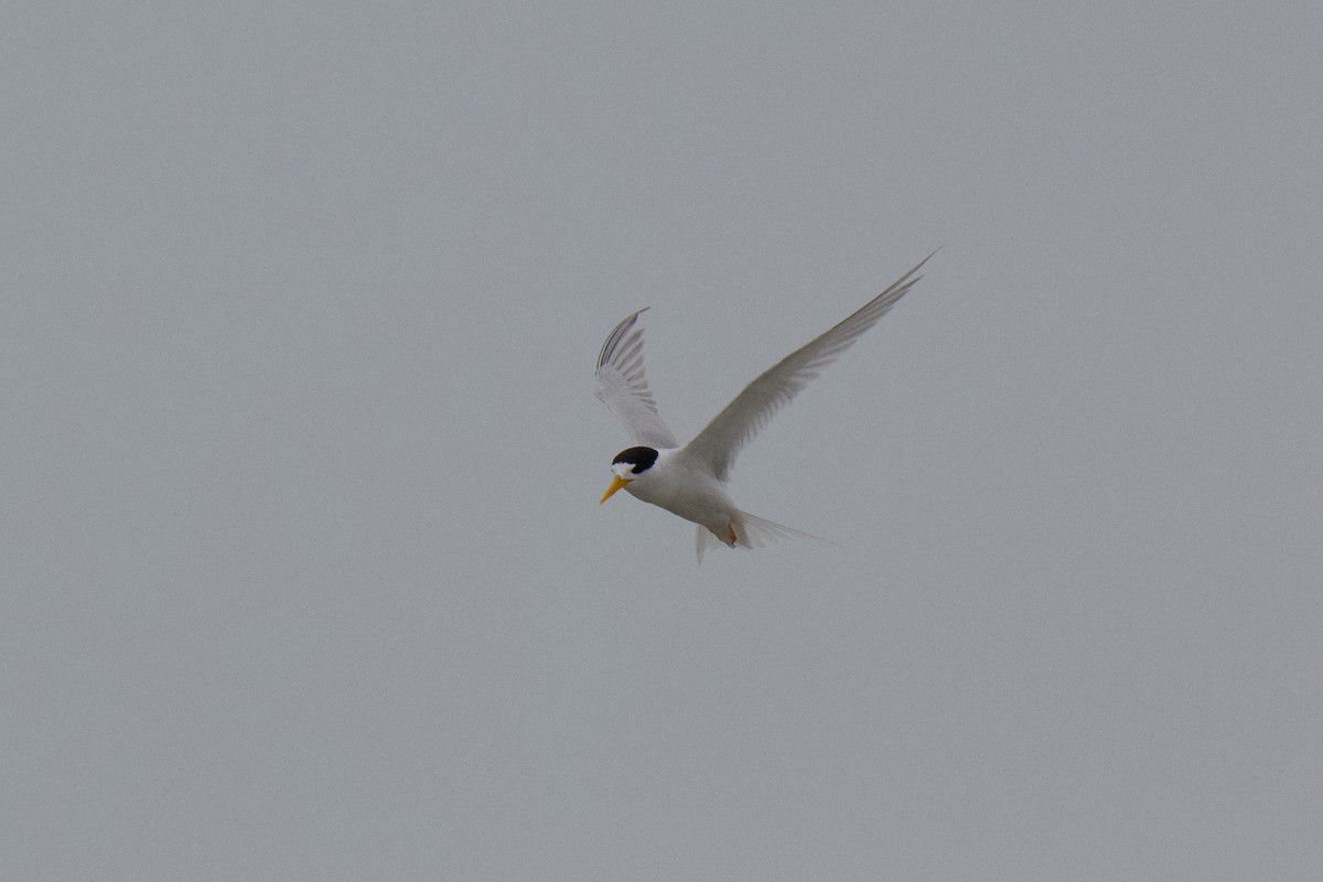 Australian Fairy Tern - ML647211084
