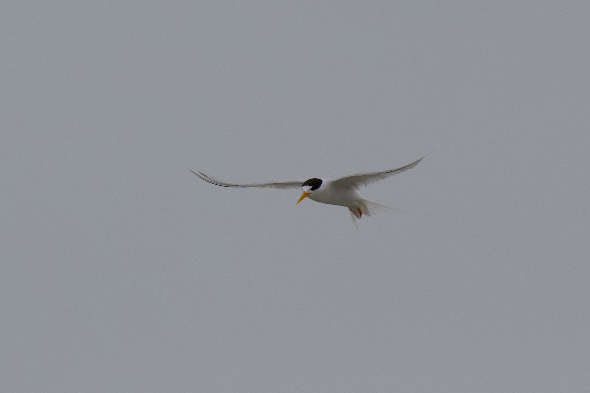 Australian Fairy Tern - ML647211087