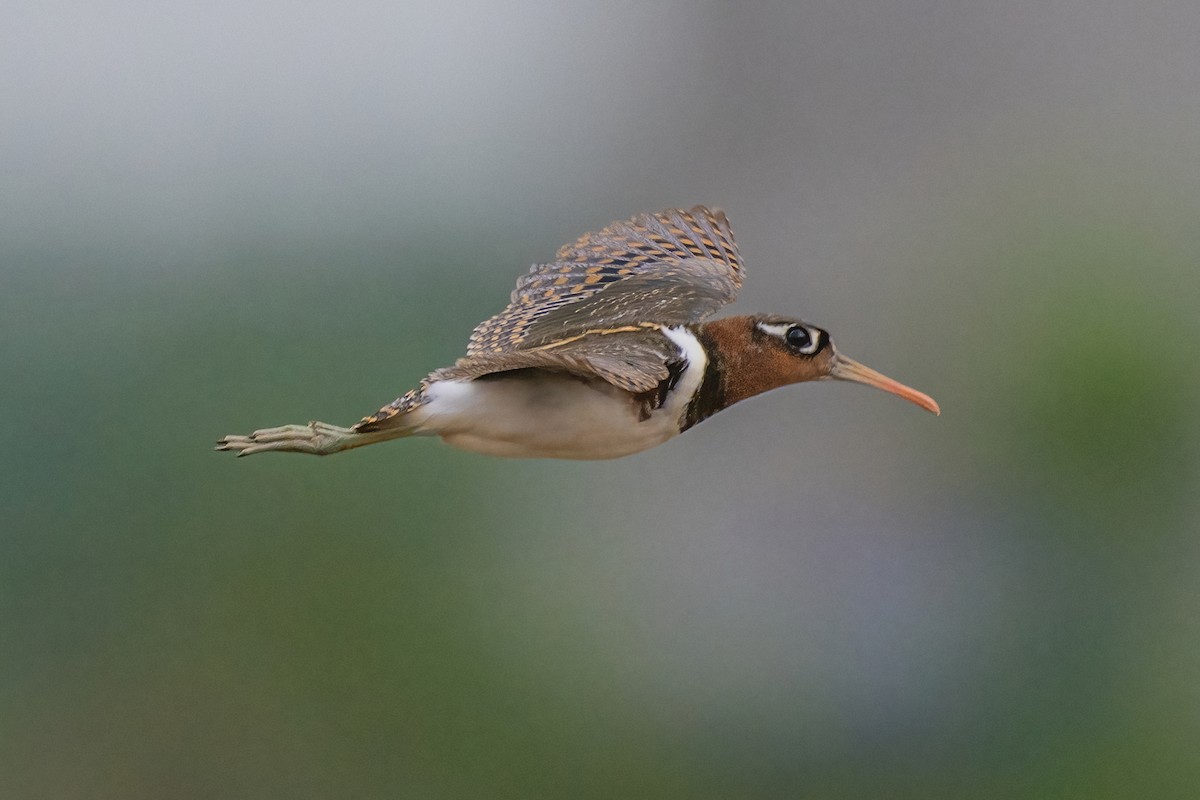 Greater Painted-Snipe - ML647211093