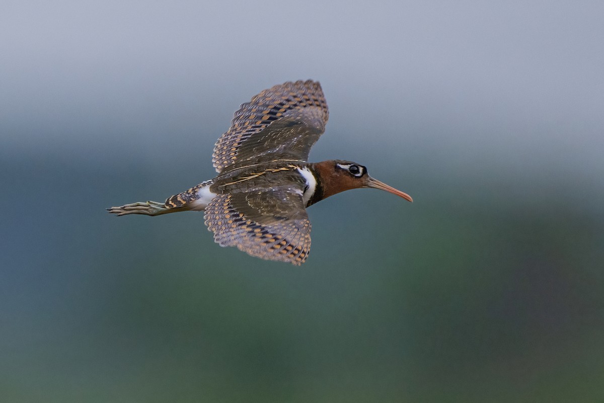 Greater Painted-Snipe - ML647211098