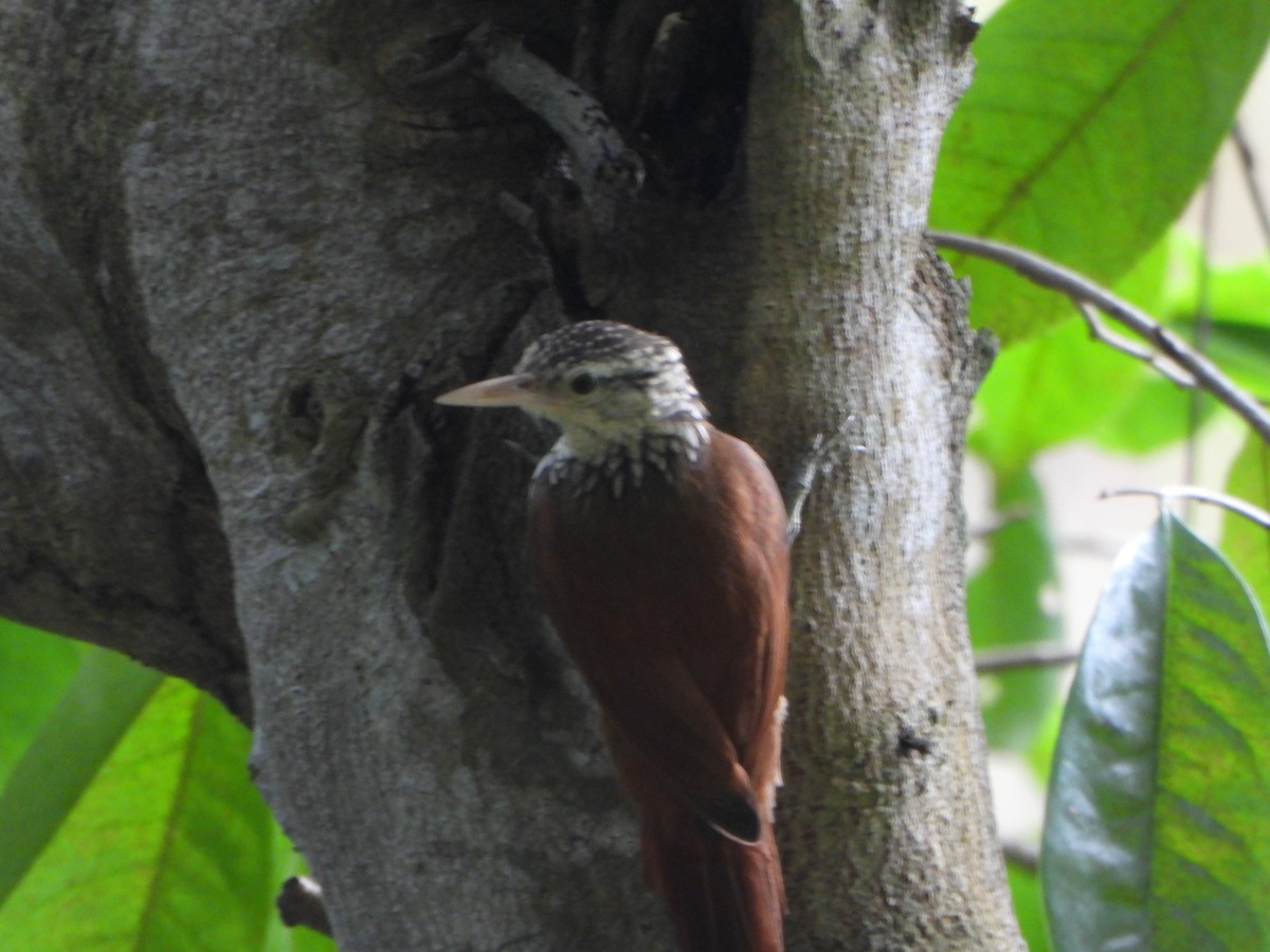 Straight-billed Woodcreeper - ML647211099