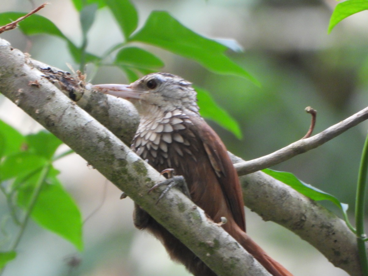 Straight-billed Woodcreeper - ML647211100