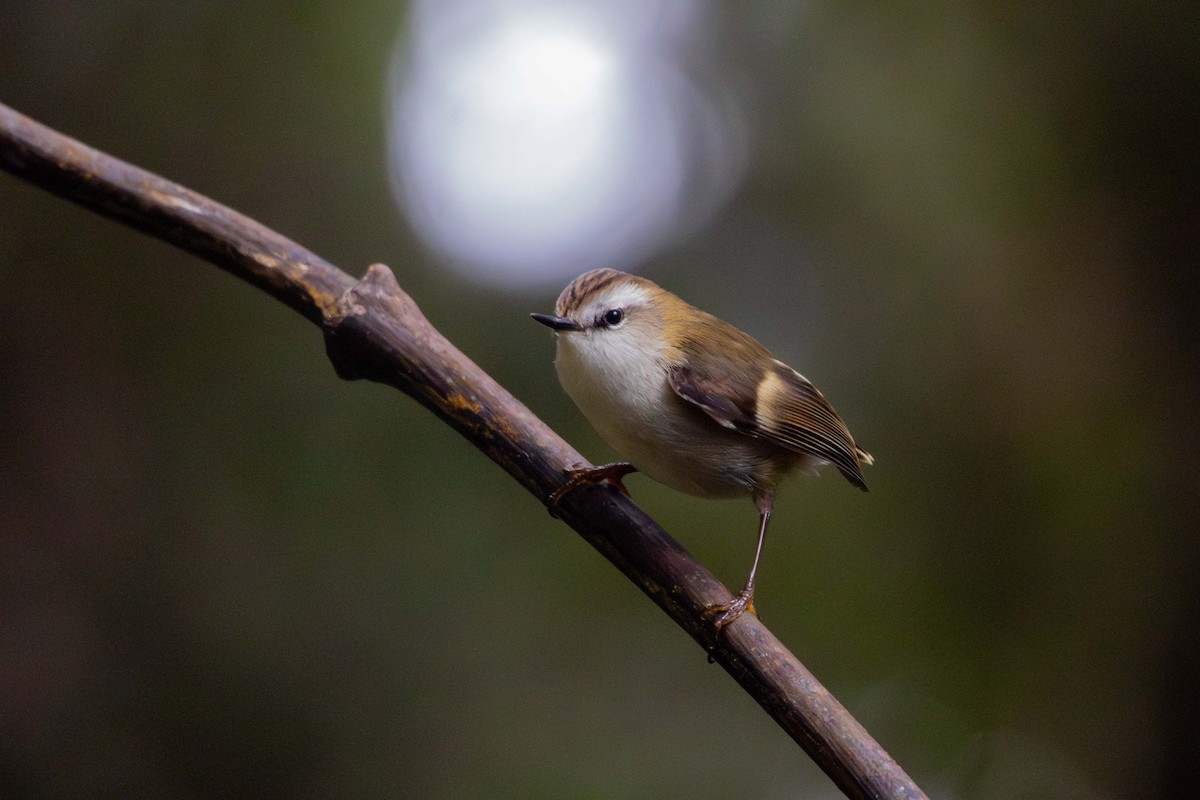 Rifleman - ML647211101