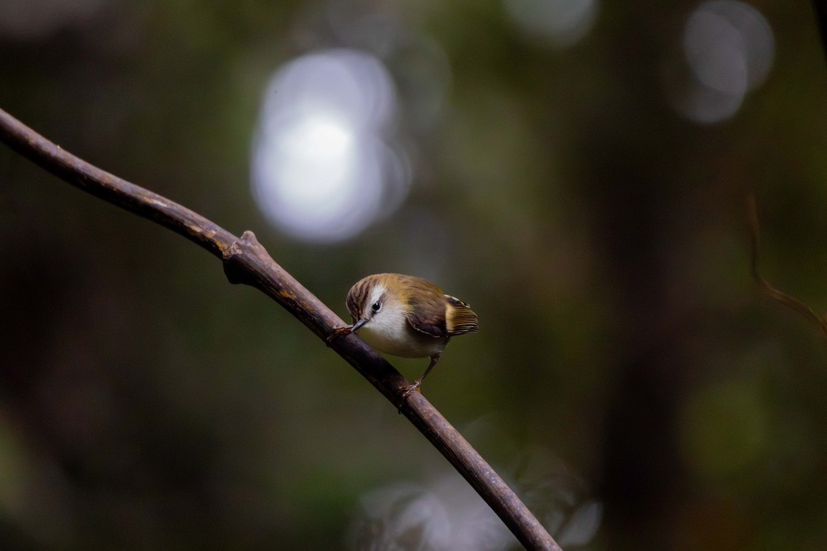 Rifleman - ML647211102