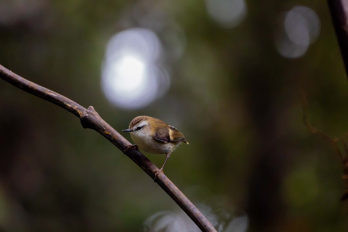 Rifleman - ML647211103