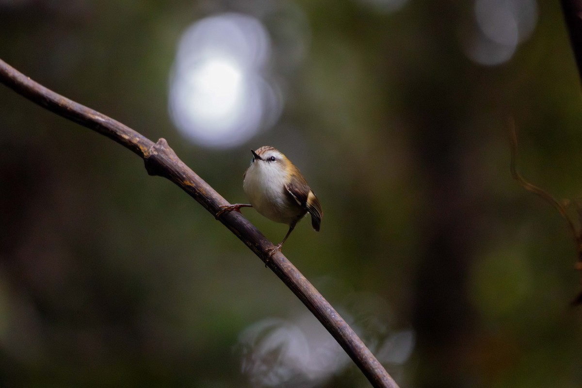 Rifleman - ML647211104