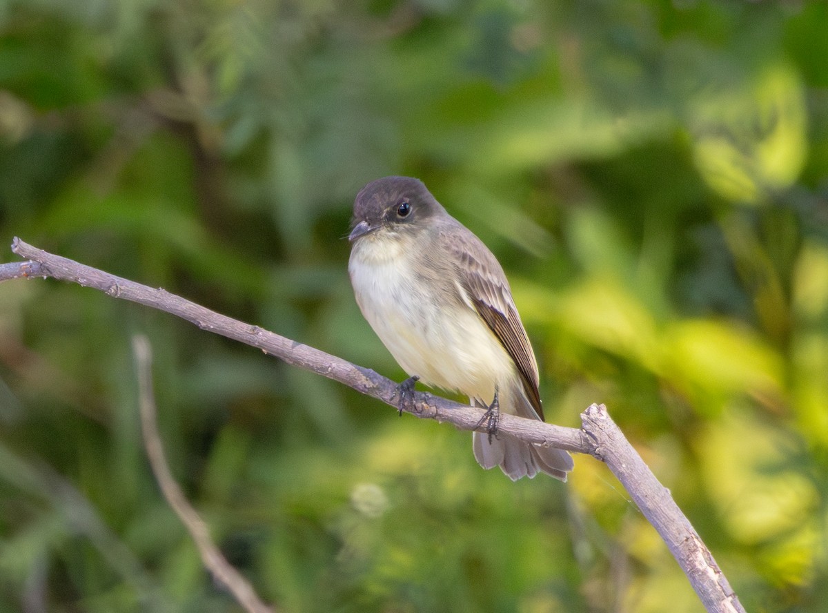 Eastern Phoebe - ML647211106