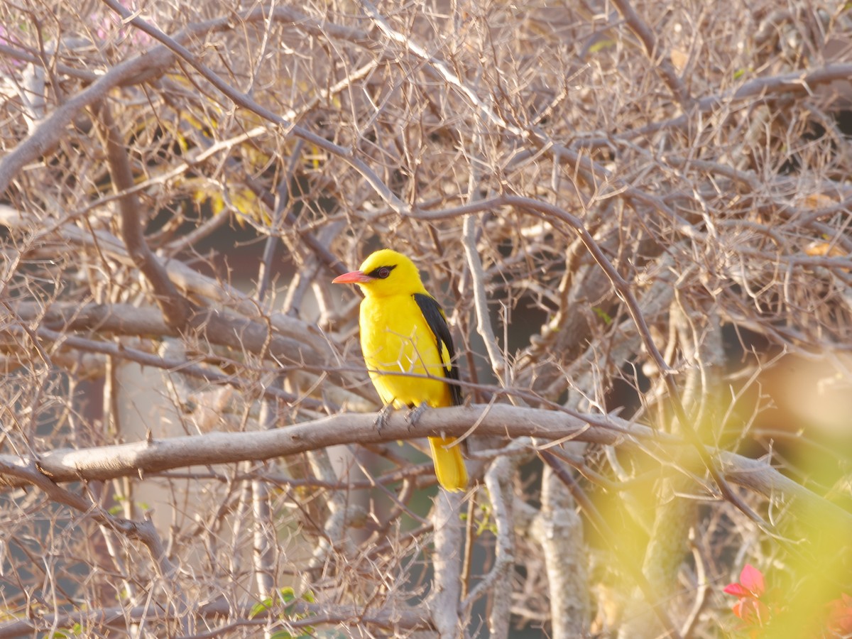 Indian Golden Oriole - ML647211107
