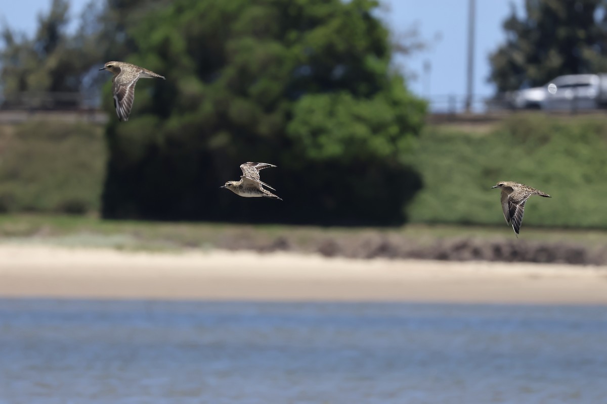 Pacific Golden-Plover - ML647211108