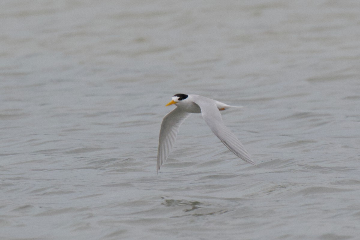 Australian Fairy Tern - ML647211117