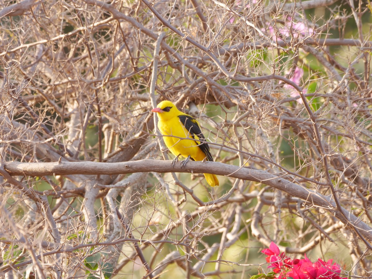 Indian Golden Oriole - ML647211118