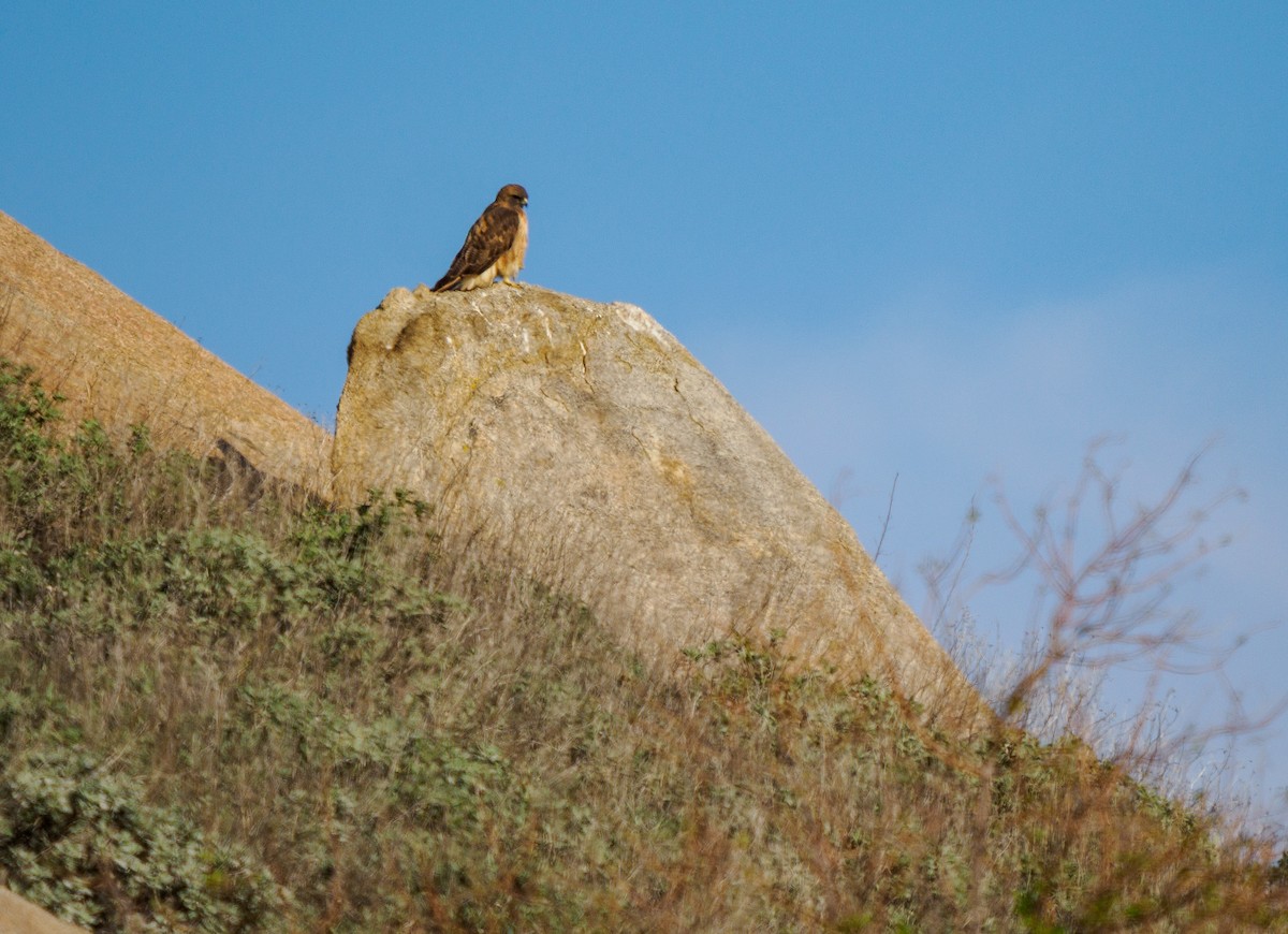 Red-tailed Hawk - ML647211119