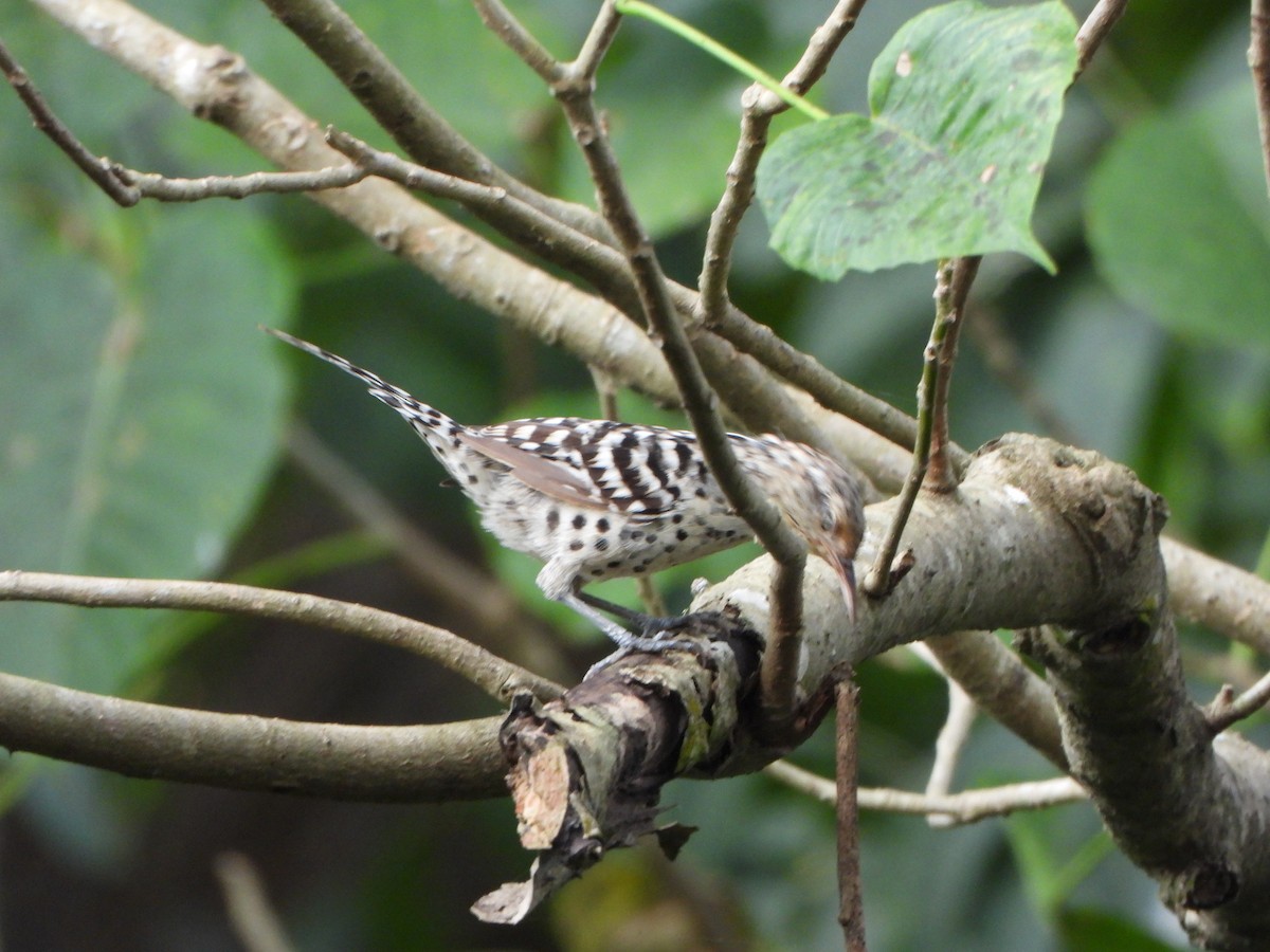 Stripe-backed Wren - ML647211121