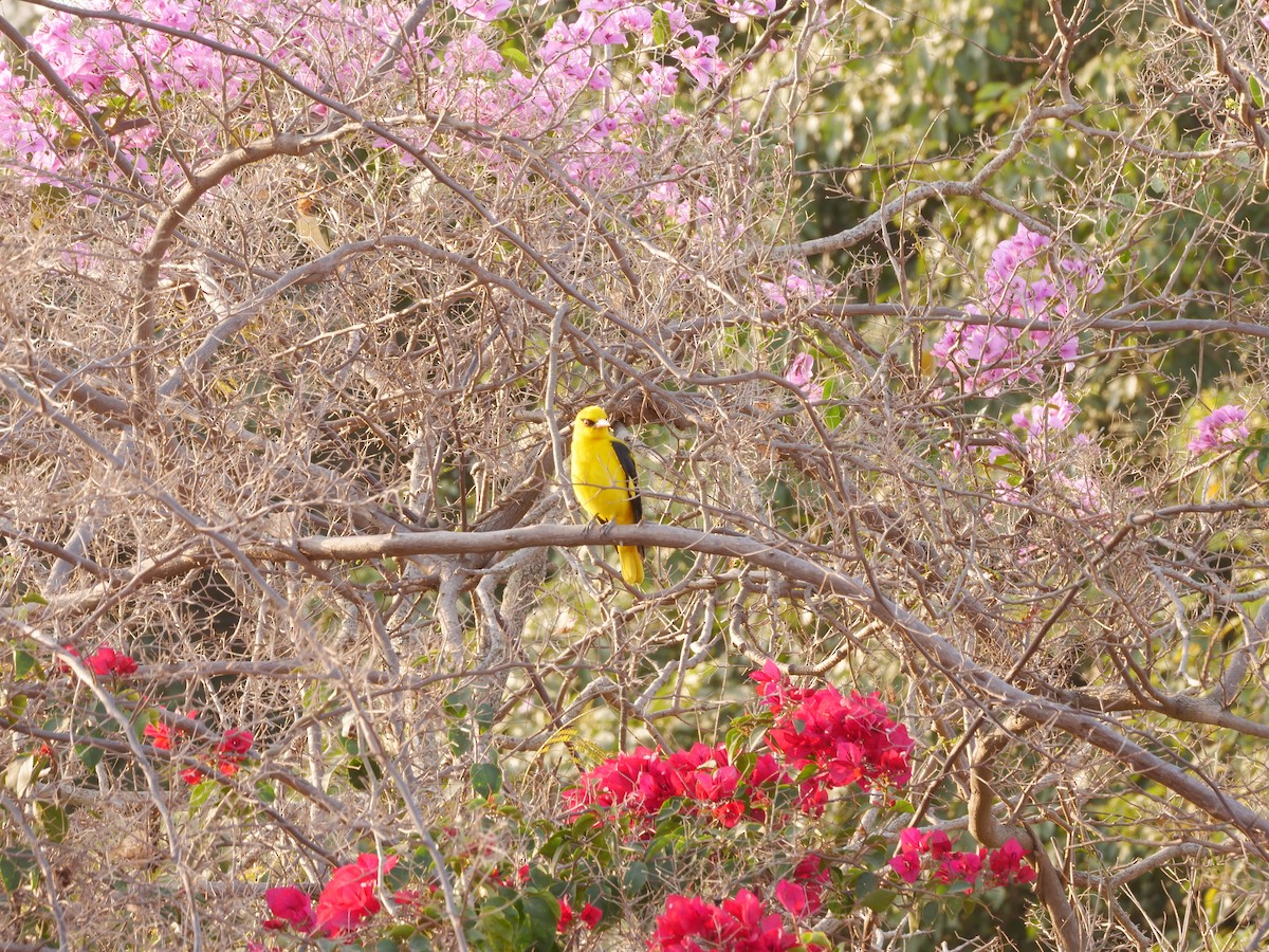 Indian Golden Oriole - ML647211122