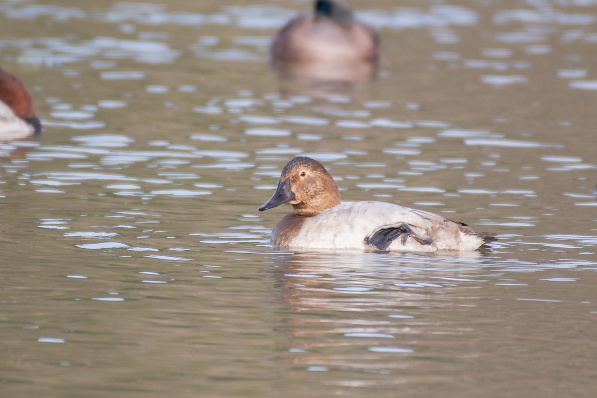 Canvasback - ML647211124