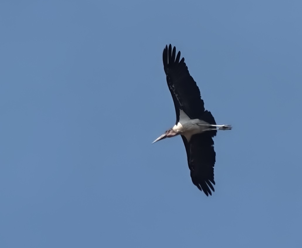 Marabou Stork - ML647211126