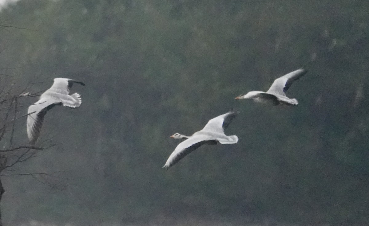 Bar-headed Goose - ML647211127