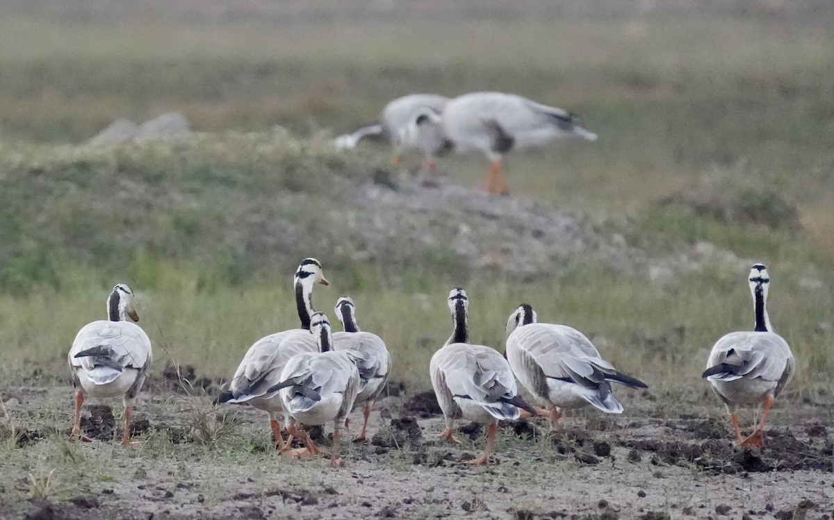 Bar-headed Goose - ML647211128