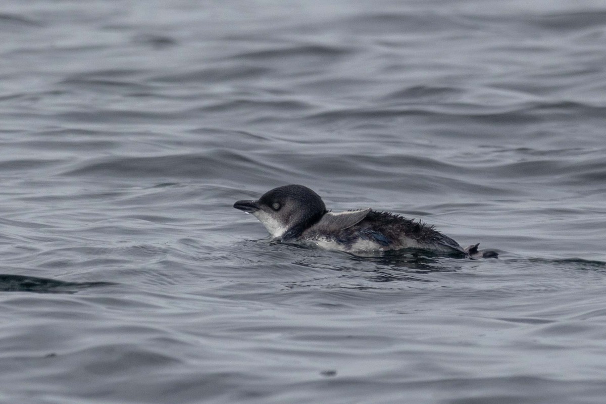 Little Penguin - ML647211129