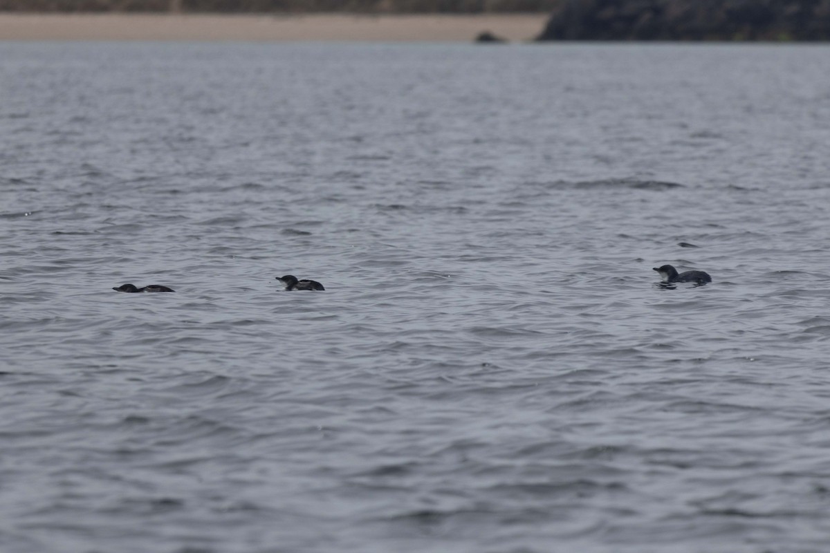 Little Penguin - ML647211130