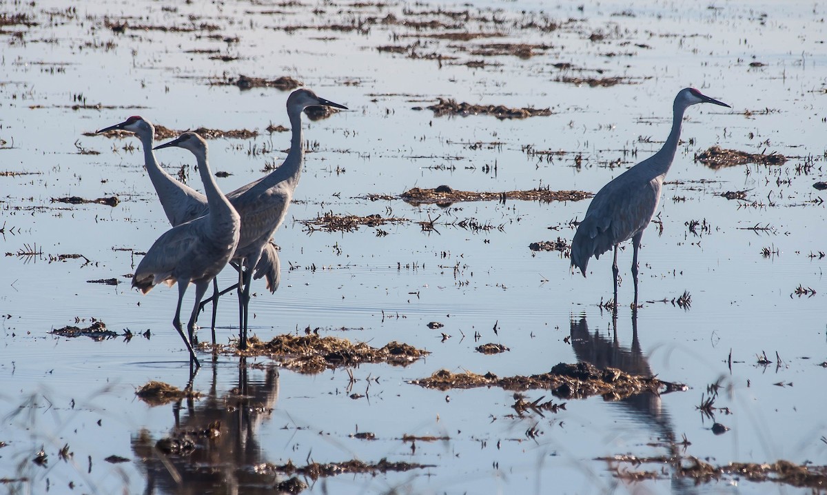 Sandhill Crane - ML647211131
